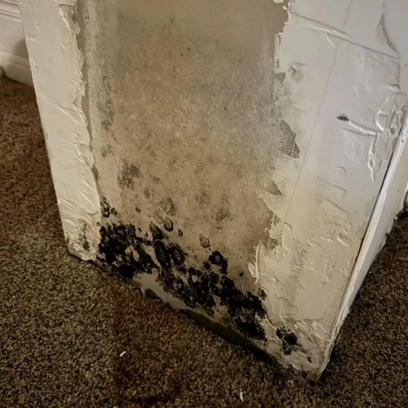 Professional Mold Removal in Wayne County, NC